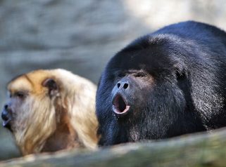 Black Howler Monkey