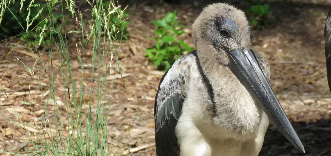 Black Necked Stork (Jabiru) (Ephippiorhynchus asiaticus)