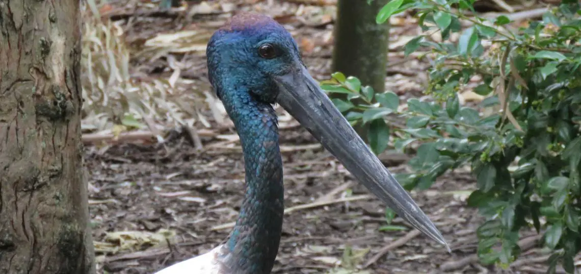Black Necked Stork (Jabiru) (Ephippiorhynchus asiaticus)