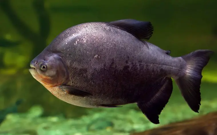 Black Pacu (Colossoma macropomum)