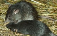 Black Rat
