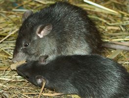 Black Rat