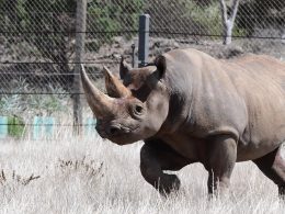 Black Rhinoceros Monarto Safari Park