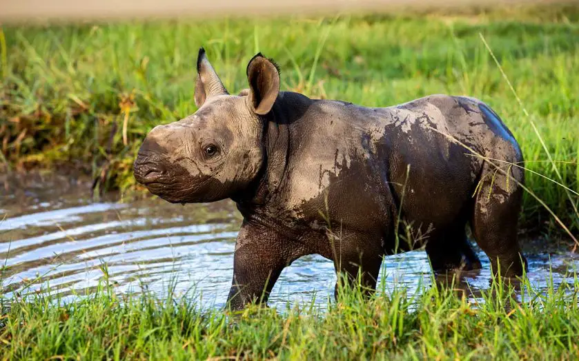 Black Rhino Calf Named at Taronga Western Plains Zoo