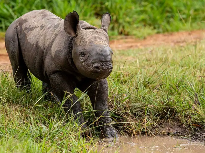 Black Rhino Calf Named at Taronga Western Plains Zoo