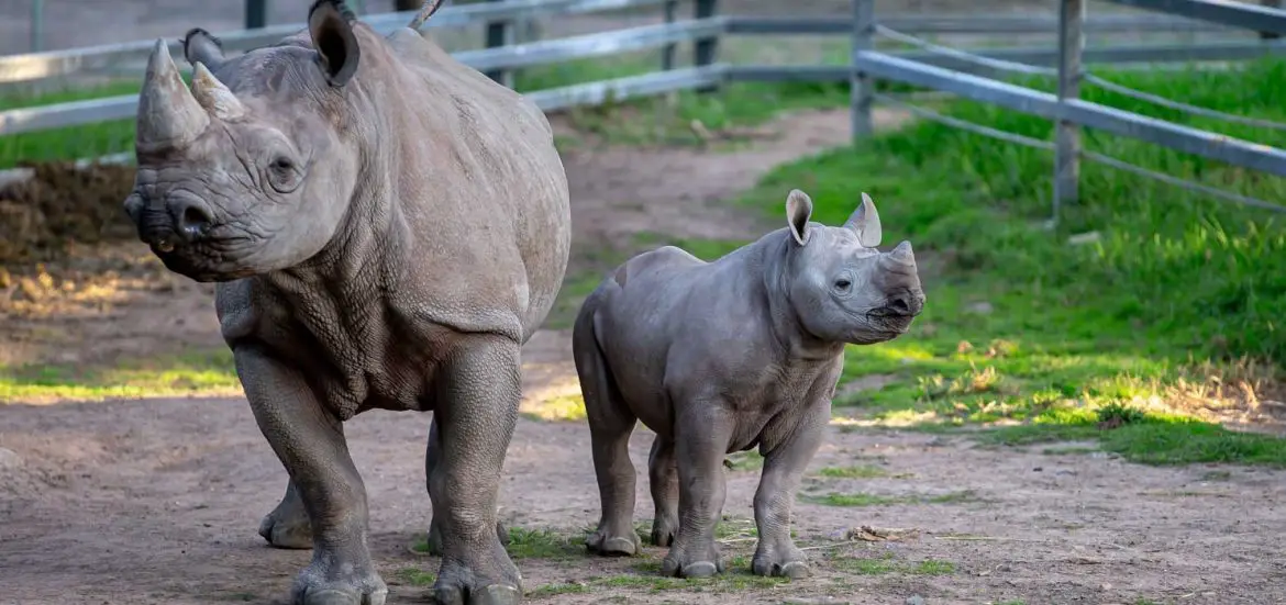 Black Rhino Calf Debuts at Taronga Western Plains Zoo