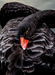 Jordbær sikring voldgrav Black Swan - The Animal Facts - Appearance, Diet, Habitat, Reproduction