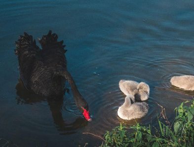 black swan