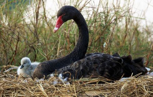 black swan