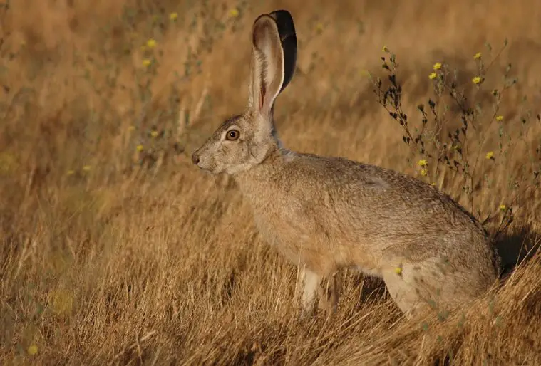Black-Tailed Jackrabbit (Lepus californicus)