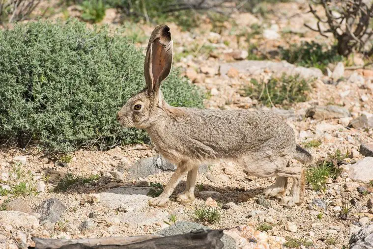 Black-Tailed Jackrabbit (Lepus californicus)