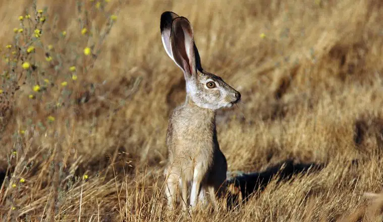 Black-Tailed Jackrabbit (Lepus californicus)