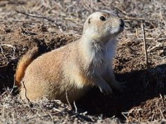 Black tailed prarie dog