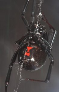 black widow spider