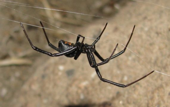 black widow spider