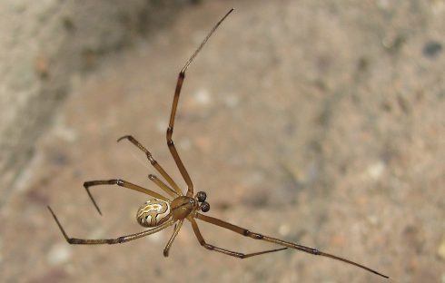 black widow spider