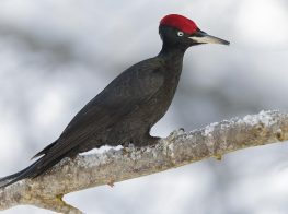 black woodpecker