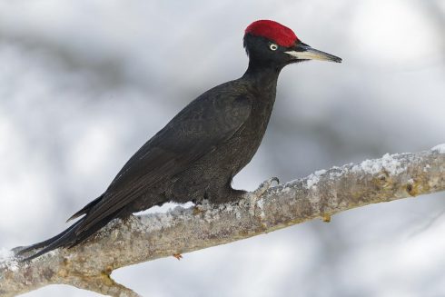black woodpecker