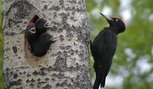 black woodpecker