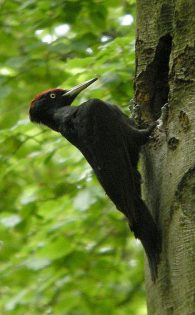 black woodpecker