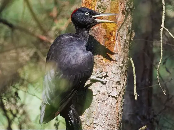 black woodpecker