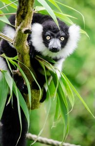 black and white ruffed lemur