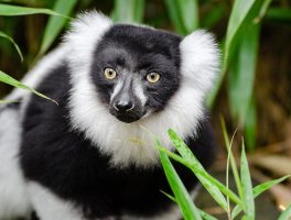 black and white ruffed lemur