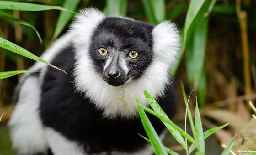 black and white ruffed lemur