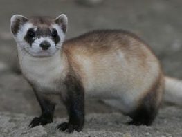 Black footed ferrets