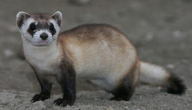 Black footed ferrets