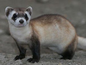 Black footed ferrets
