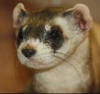 Black footed ferret