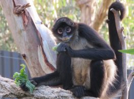 black-handed spider monkey