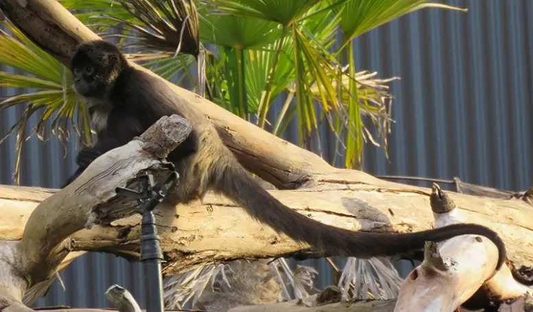 black-handed spider monkey