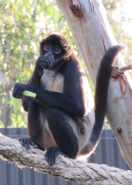 black-handed spider monkey