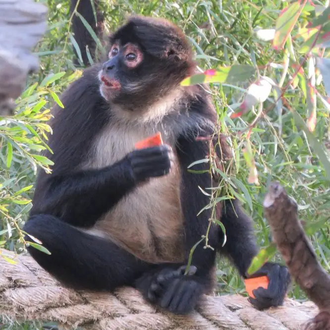 black-handed spider monkey