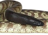 Black headed python