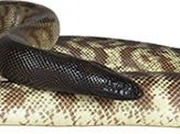 Black headed python