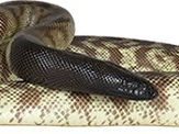 Black headed python