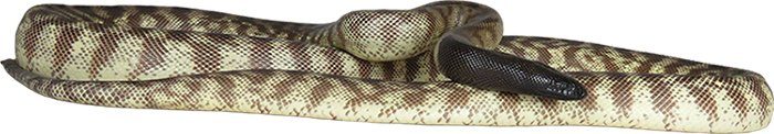 Black headed python