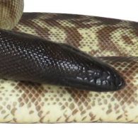 Black headed python