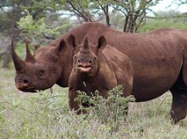 black rhino