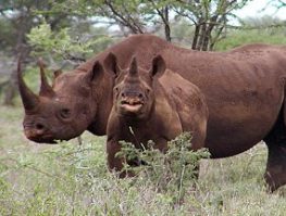 black rhino