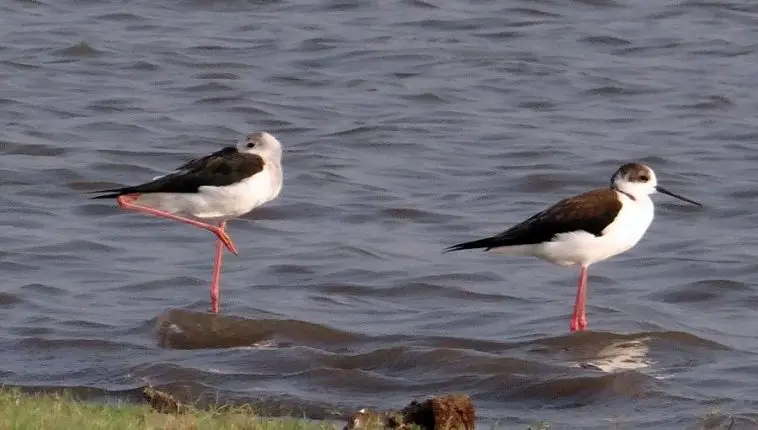 Black-Winged Stilt