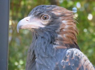 Black Breasted Buzzard