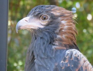 Black Breasted Buzzard