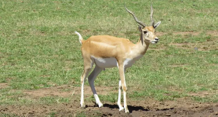 Blackbuck