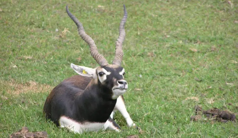 Blackbuck