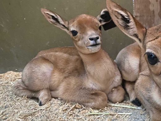 Blackbuck Calves at Adelaide Zoo