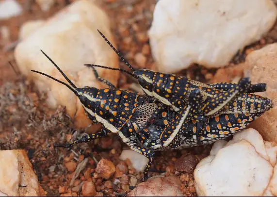 blistered pyrgomorph